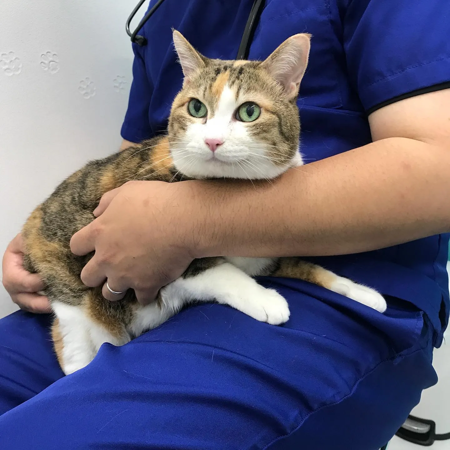 【歯科処置　猫ちゃん】