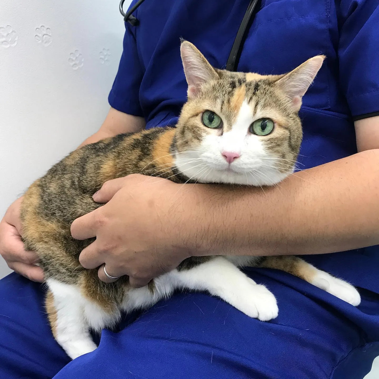 【歯科処置　猫ちゃん】