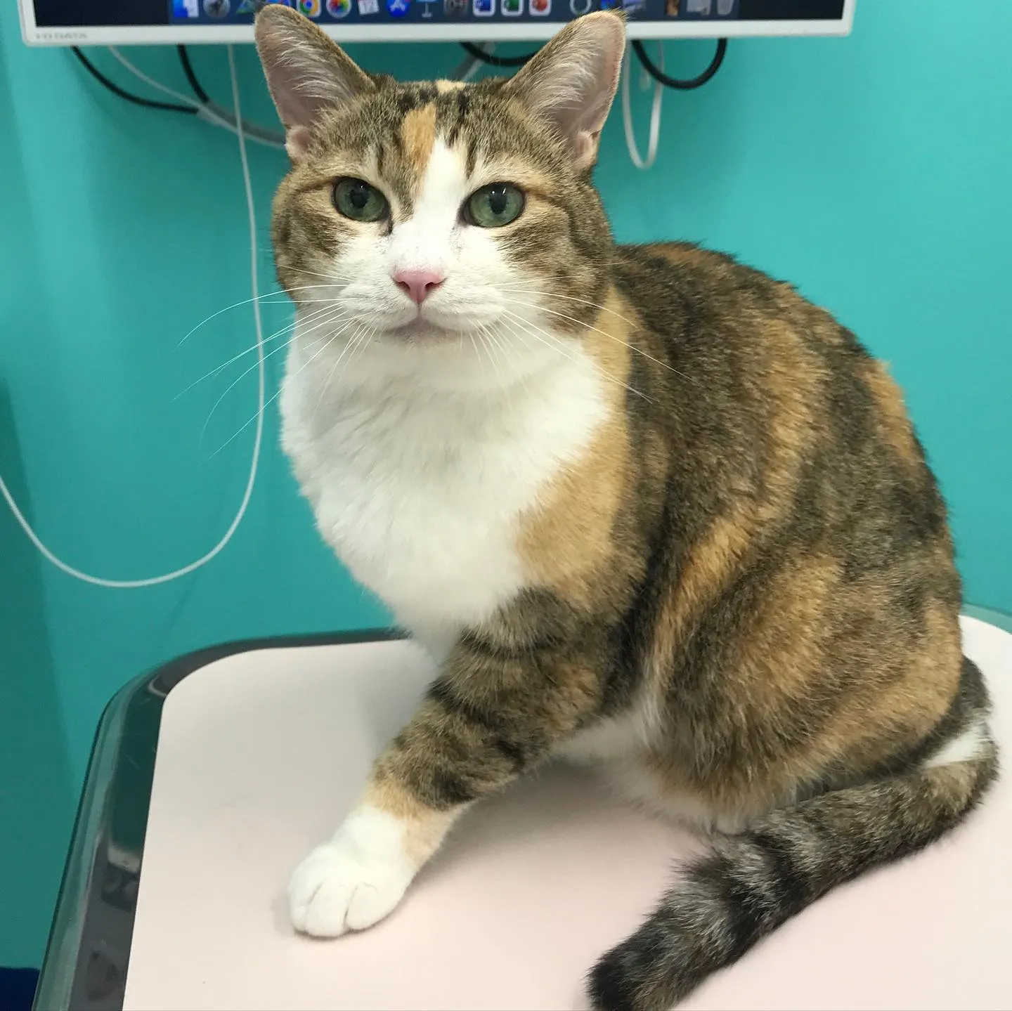 【歯科処置　猫ちゃん】