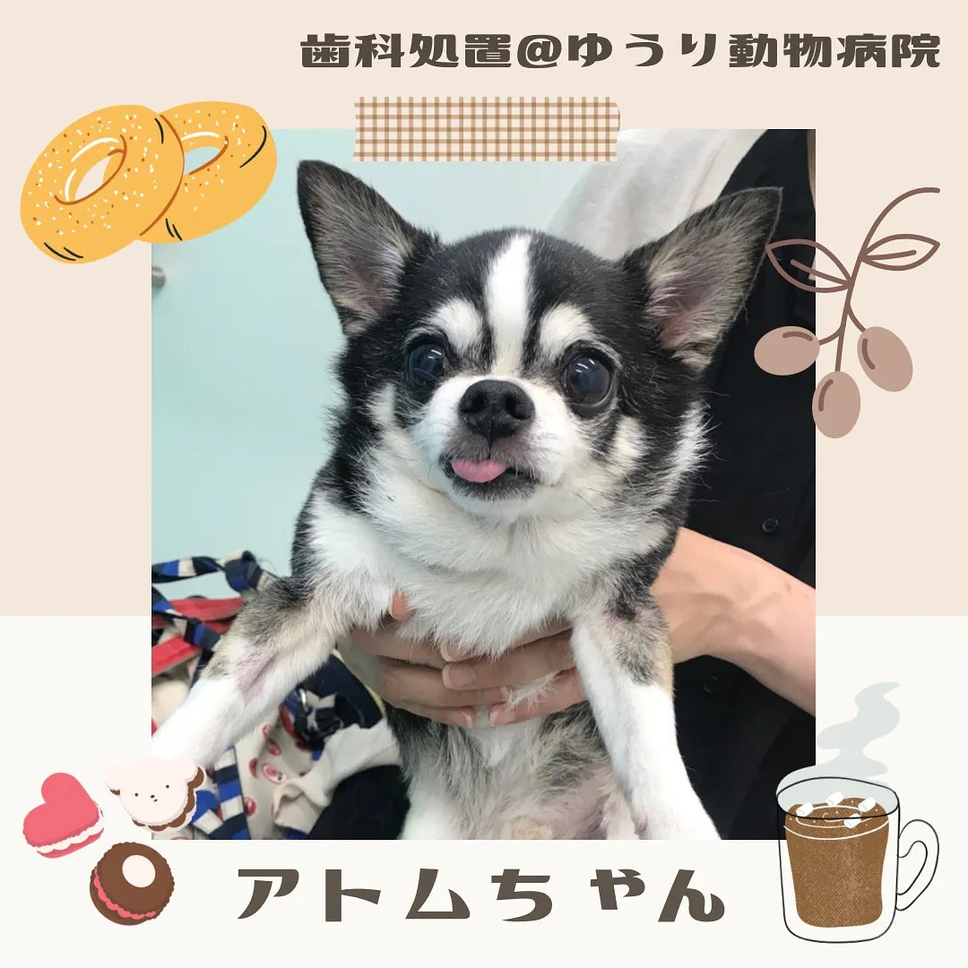【歯科処置 犬ちゃん】