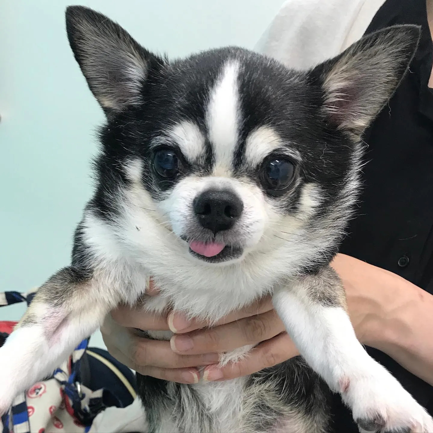 【歯科処置 犬ちゃん】