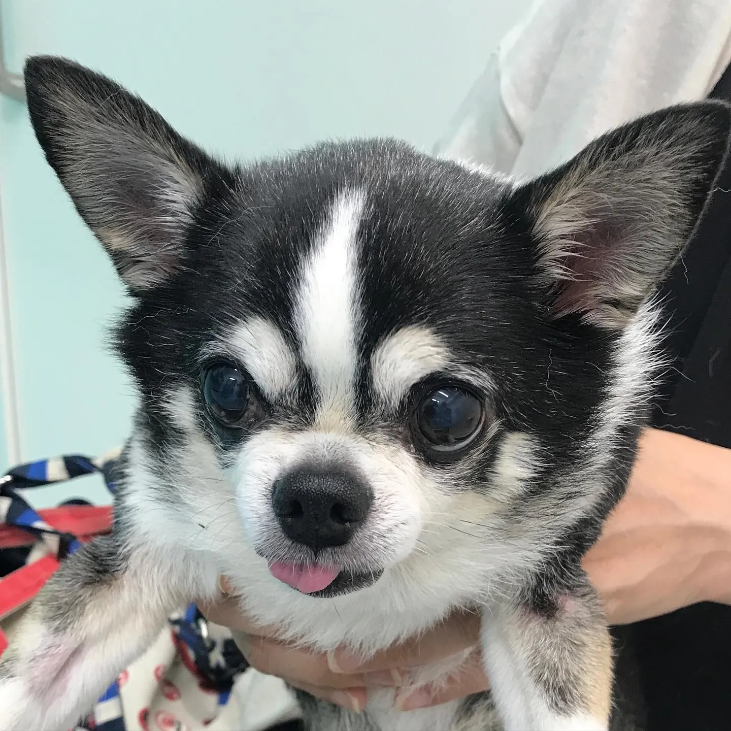 【歯科処置 犬ちゃん】