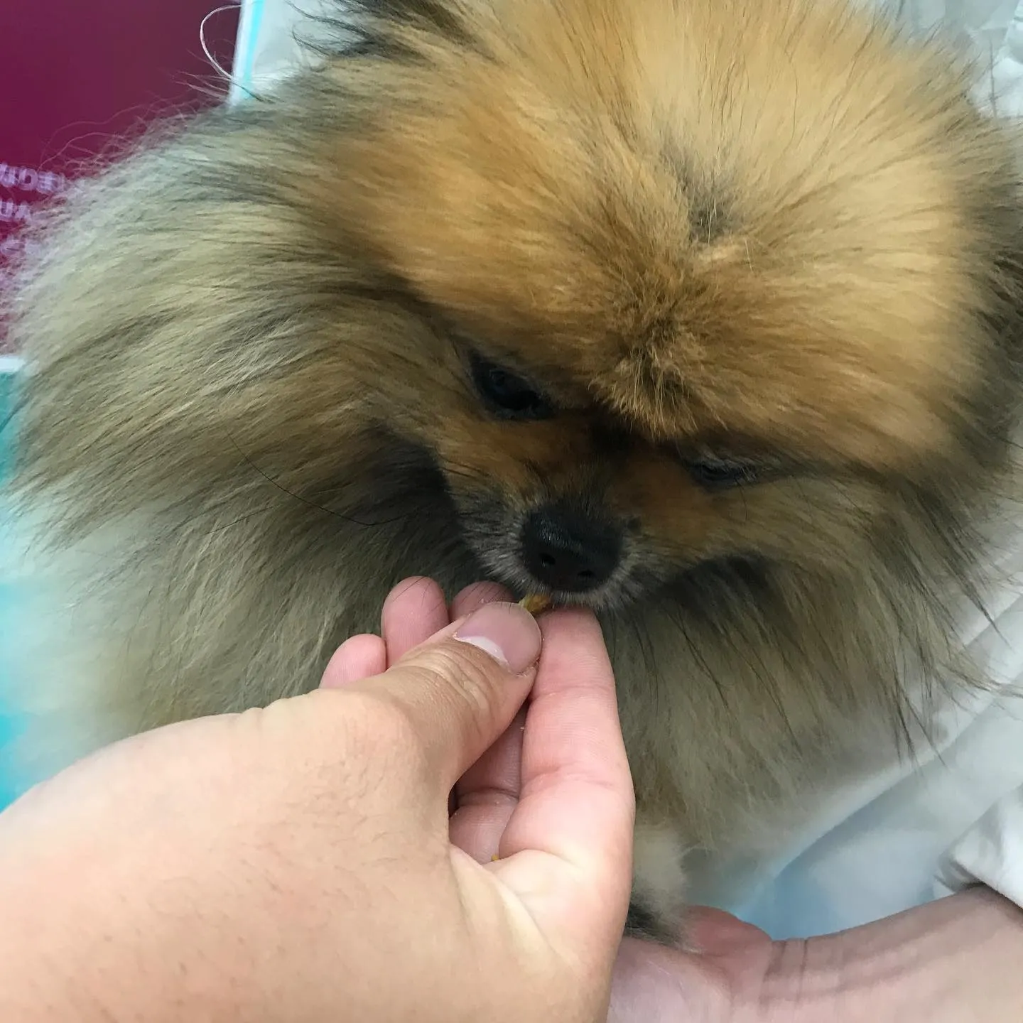 【歯科処置　犬ちゃん】