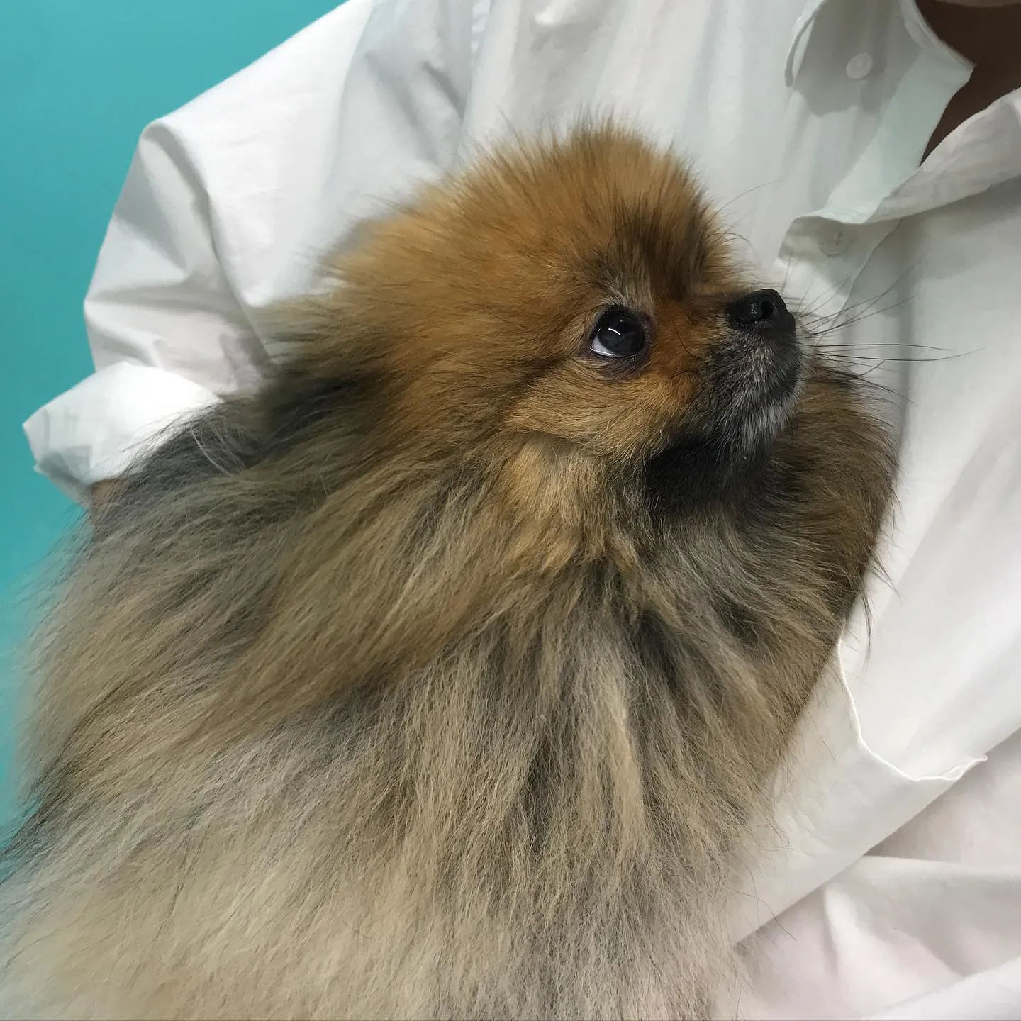 【歯科処置　犬ちゃん】