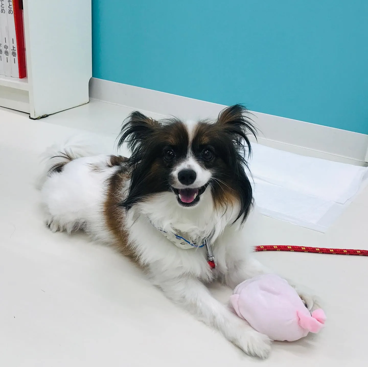 【ペットホテル 犬ちゃん】