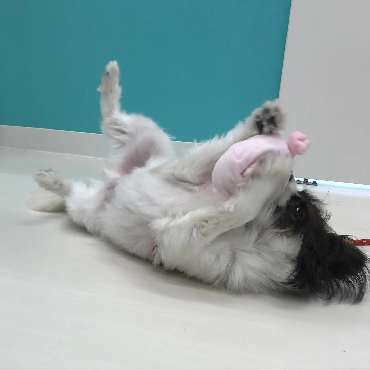 【ペットホテル 犬ちゃん】