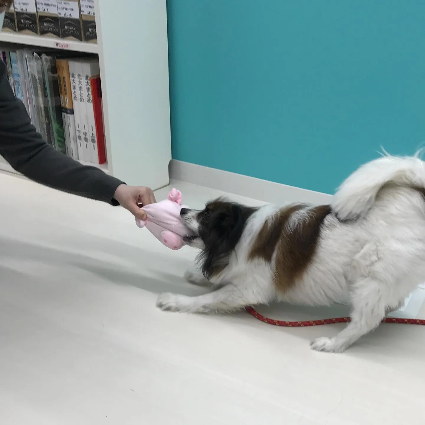 【ペットホテル 犬ちゃん】