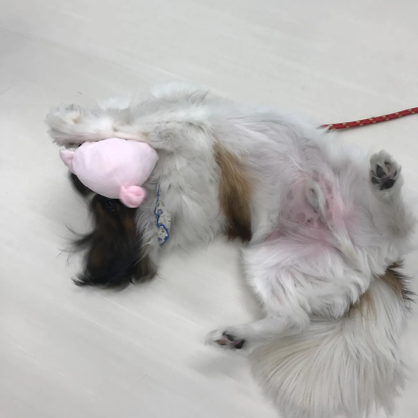 【ペットホテル 犬ちゃん】