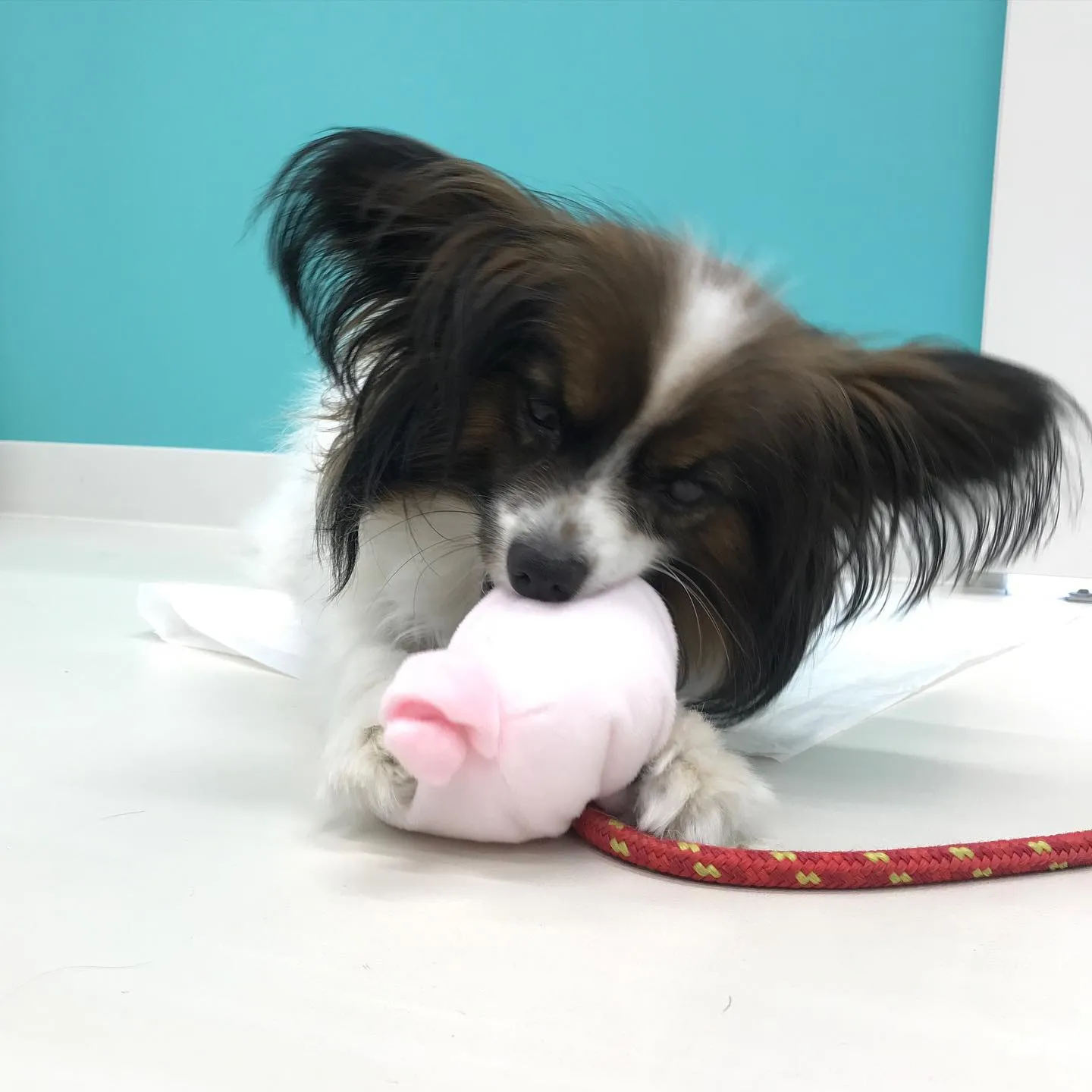 【ペットホテル 犬ちゃん】