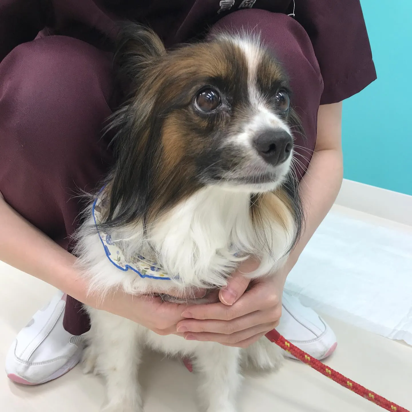 【ペットホテル 犬ちゃん】