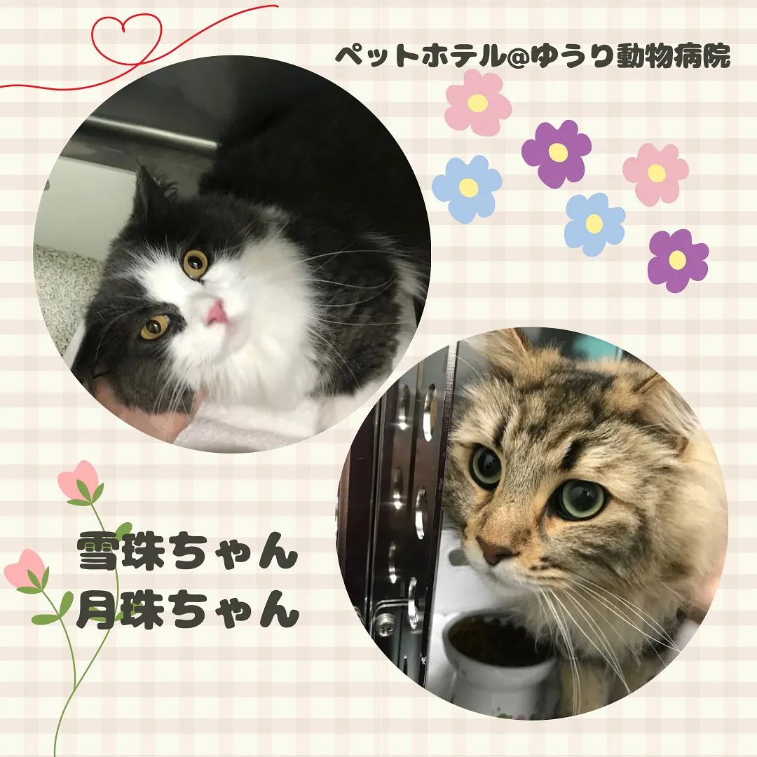 【ペットホテル 猫ちゃん】