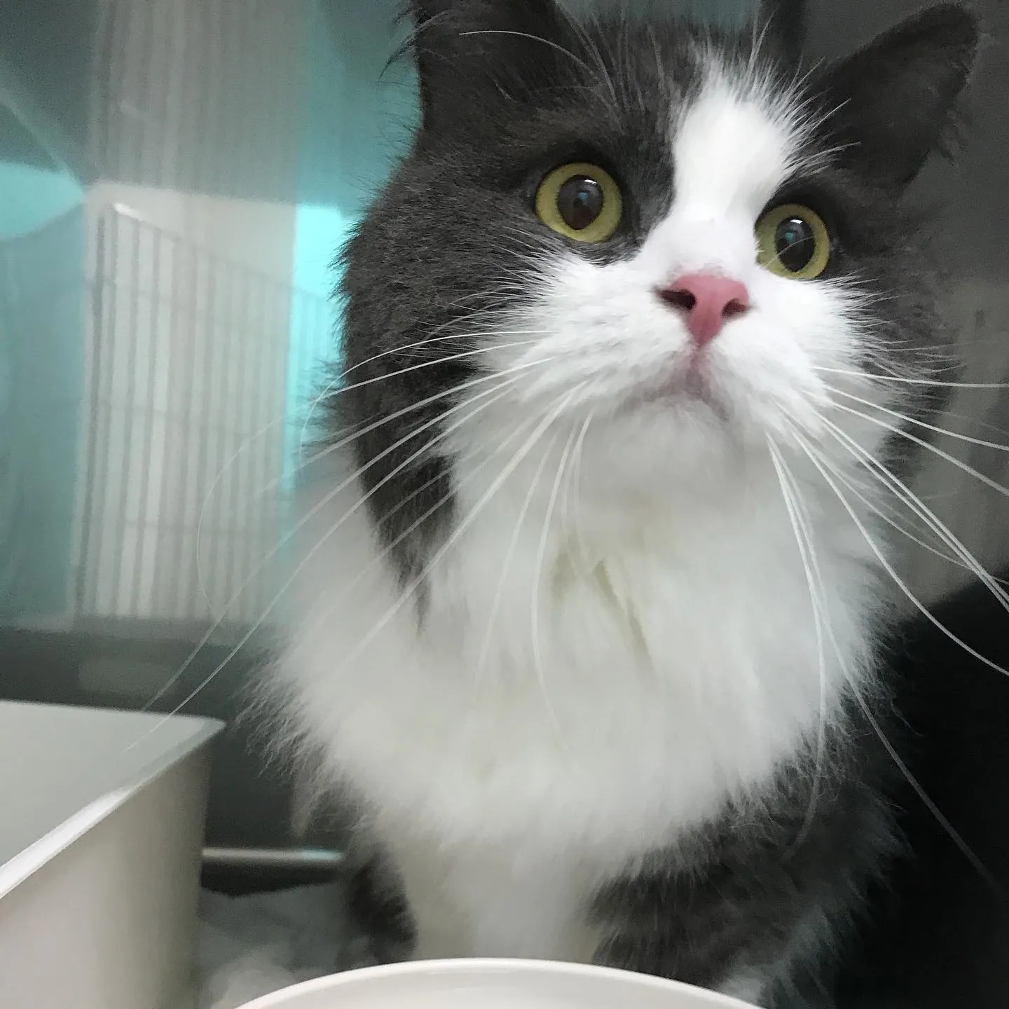 【ペットホテル 猫ちゃん】