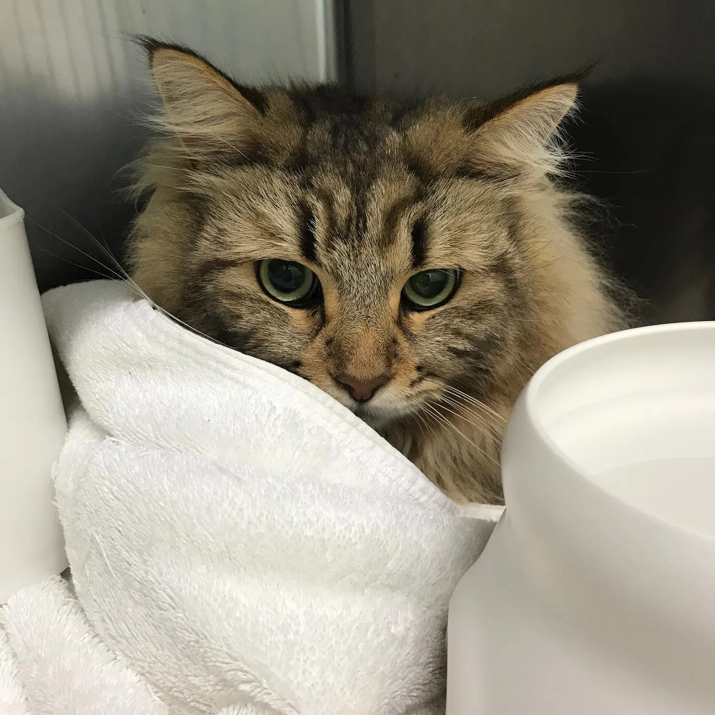 【ペットホテル 猫ちゃん】