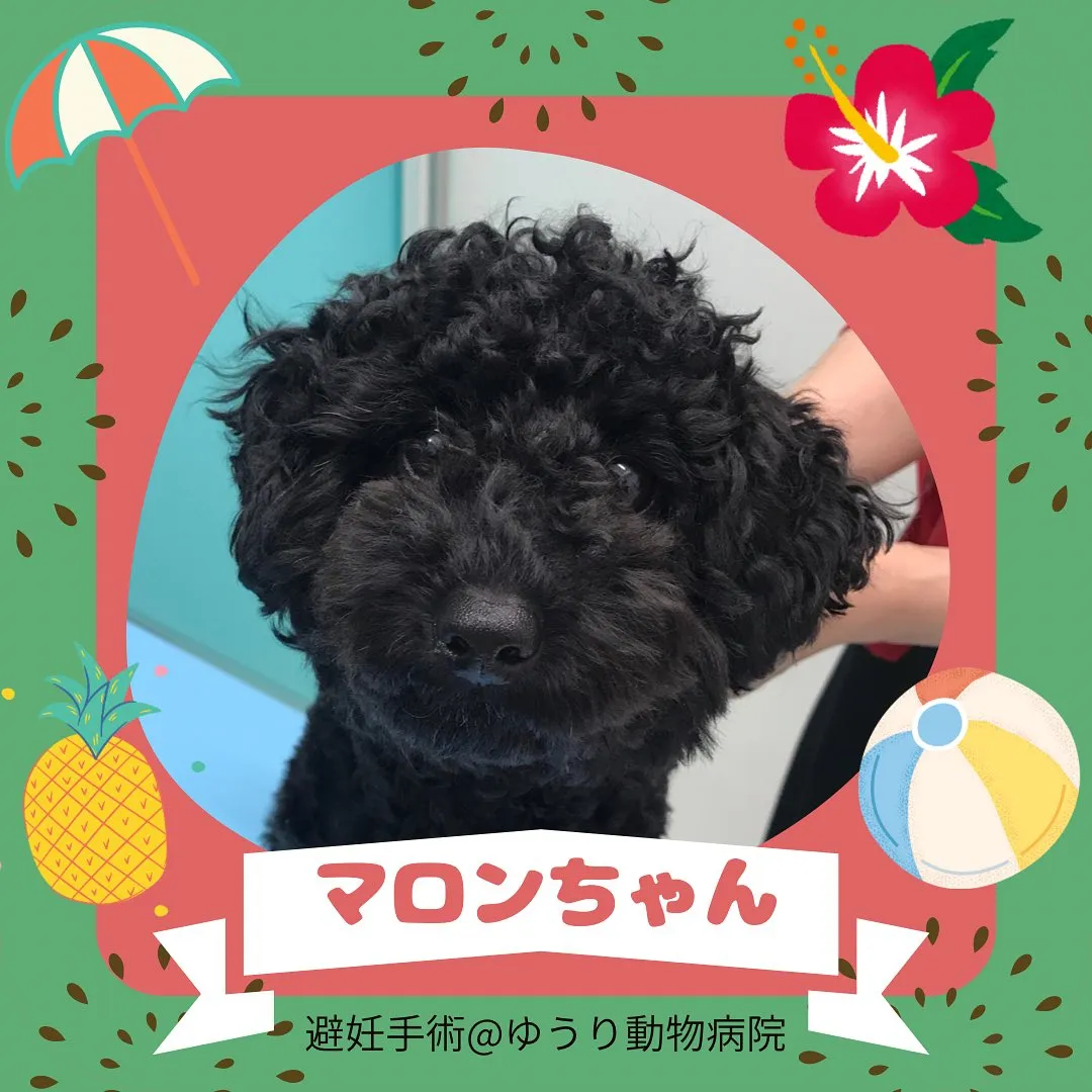 【避妊手術　犬ちゃん】