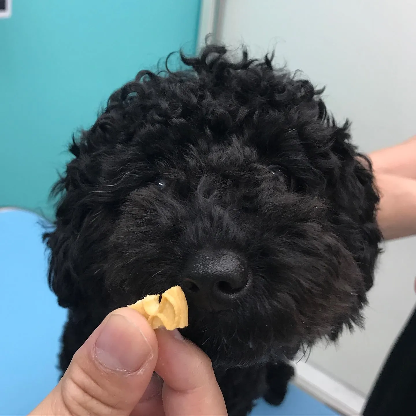 【避妊手術　犬ちゃん】