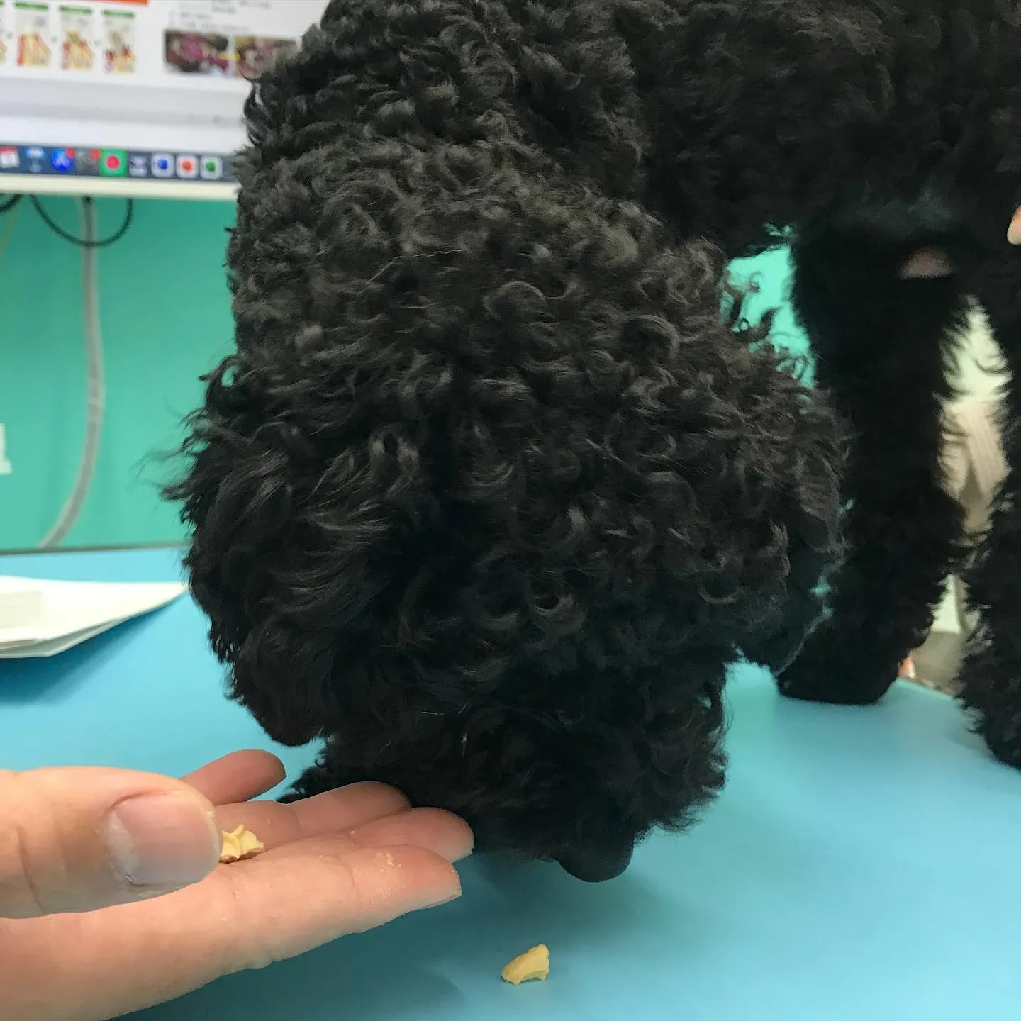 【避妊手術　犬ちゃん】