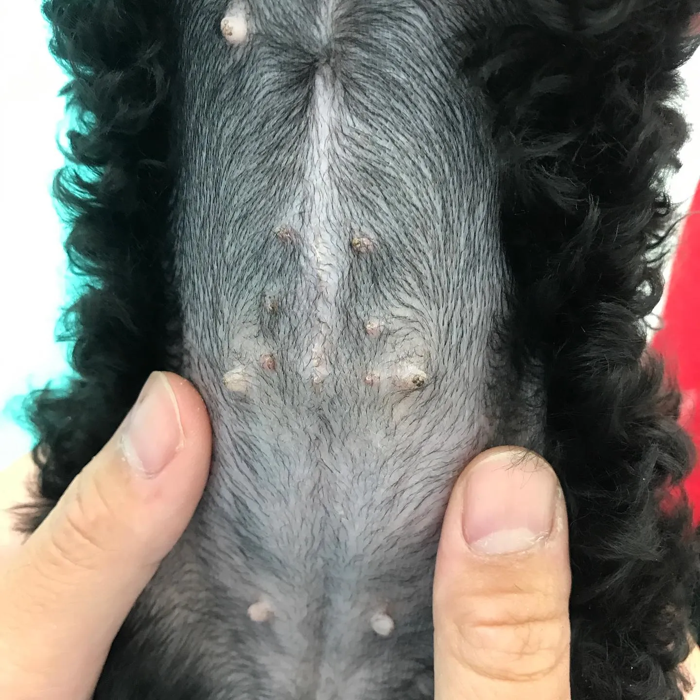 【避妊手術　犬ちゃん】