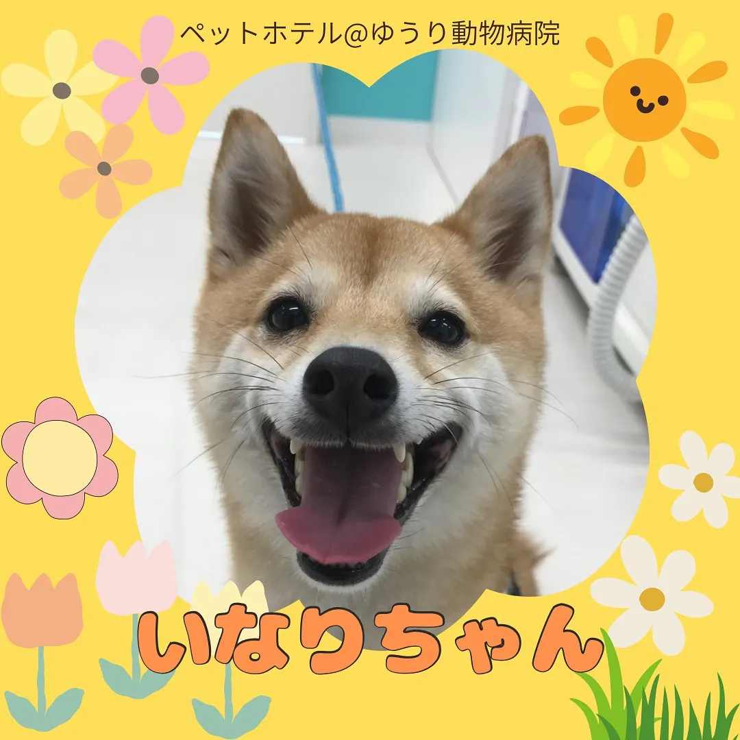 【ペットホテル　犬ちゃん】