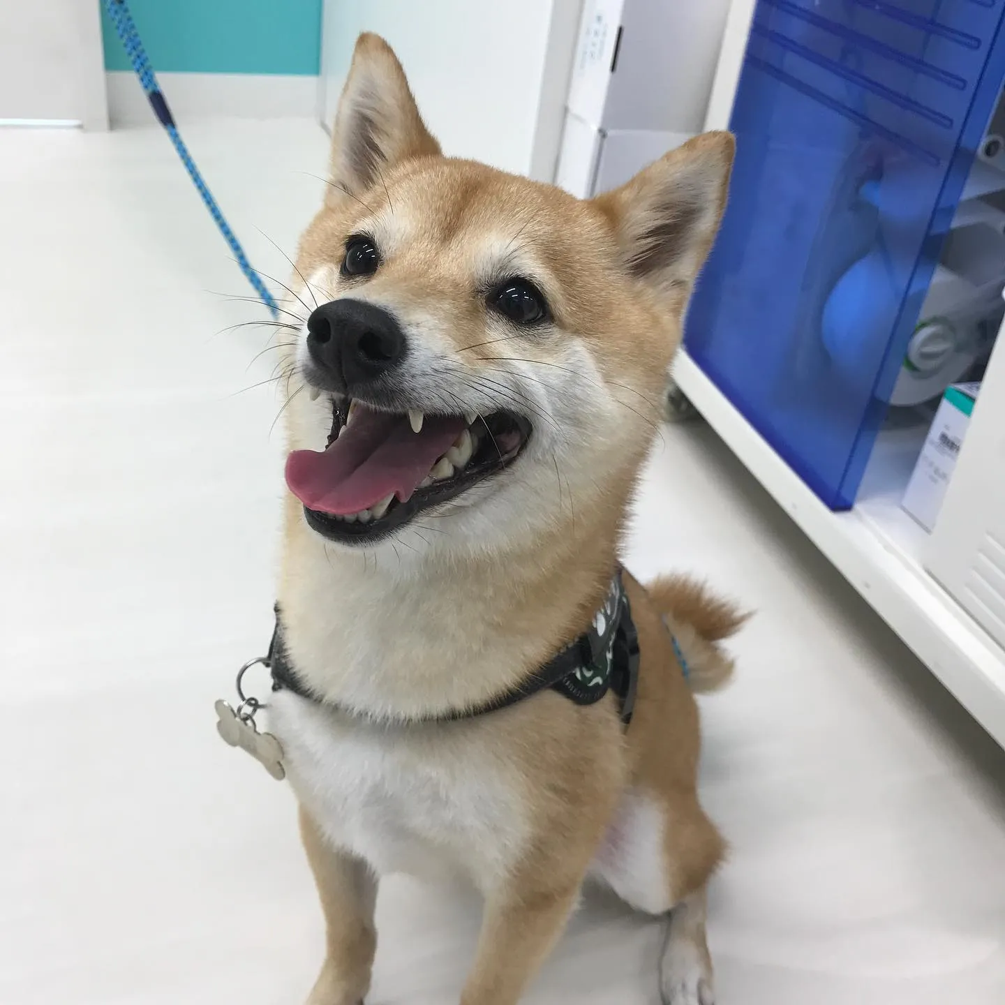 【ペットホテル　犬ちゃん】