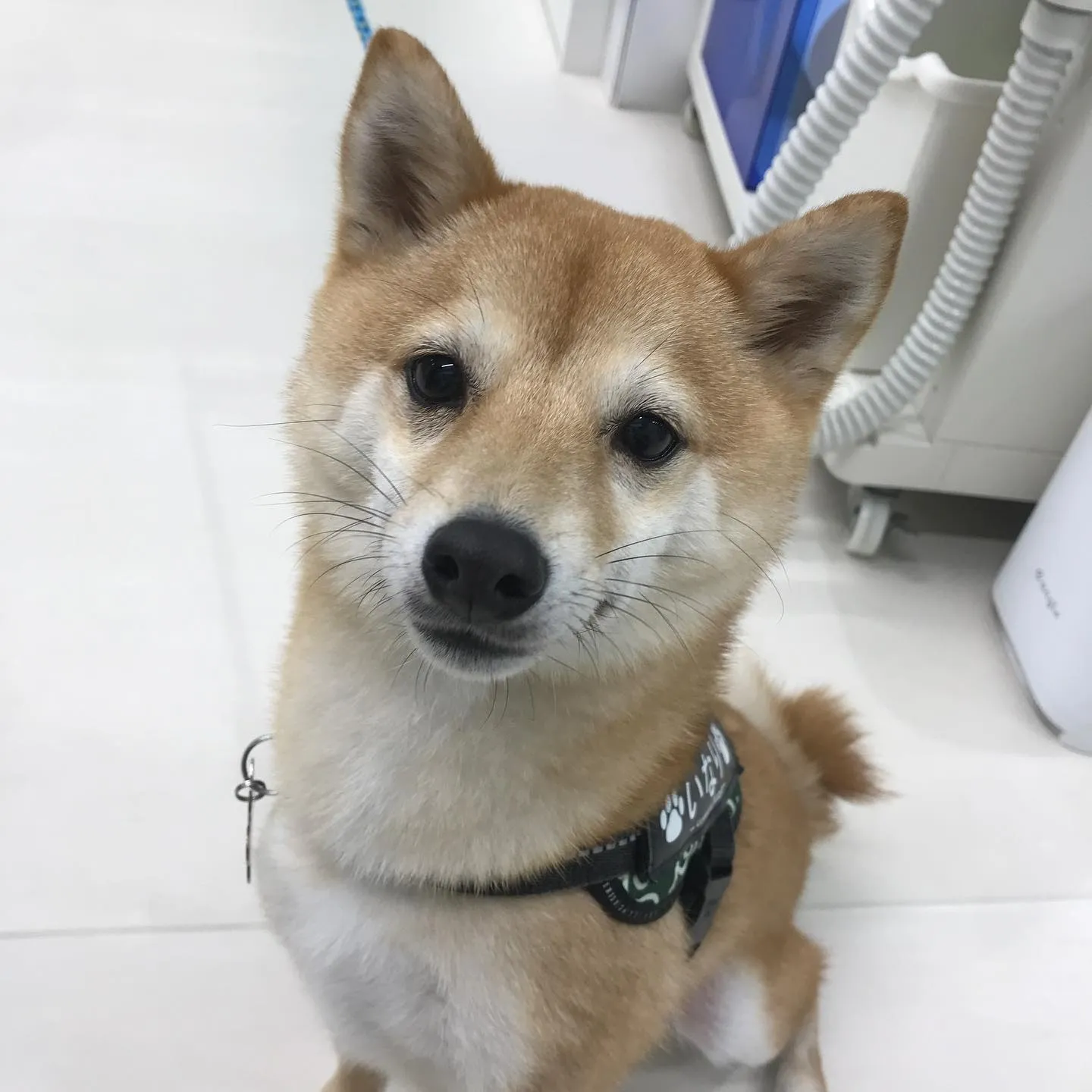 【ペットホテル　犬ちゃん】