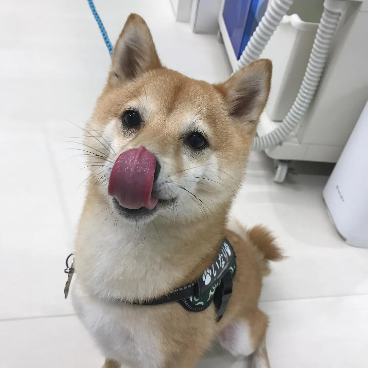 【ペットホテル　犬ちゃん】