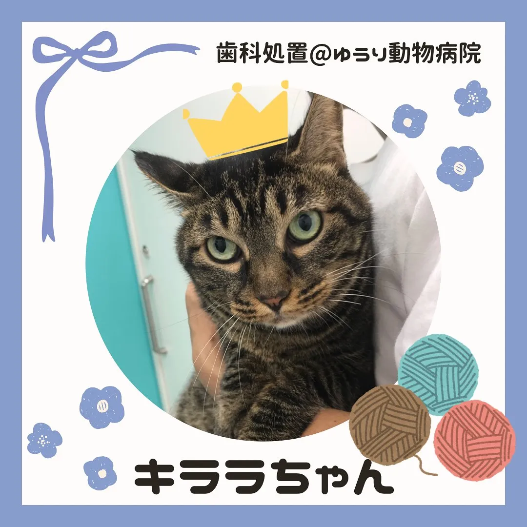 【歯科処置　猫ちゃん】