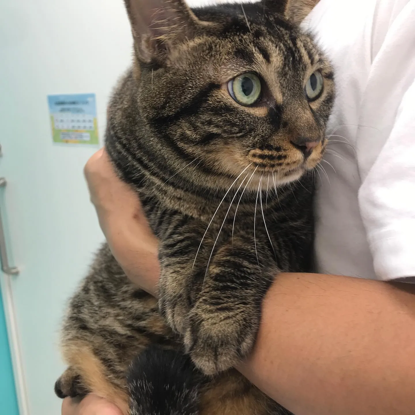 【歯科処置　猫ちゃん】