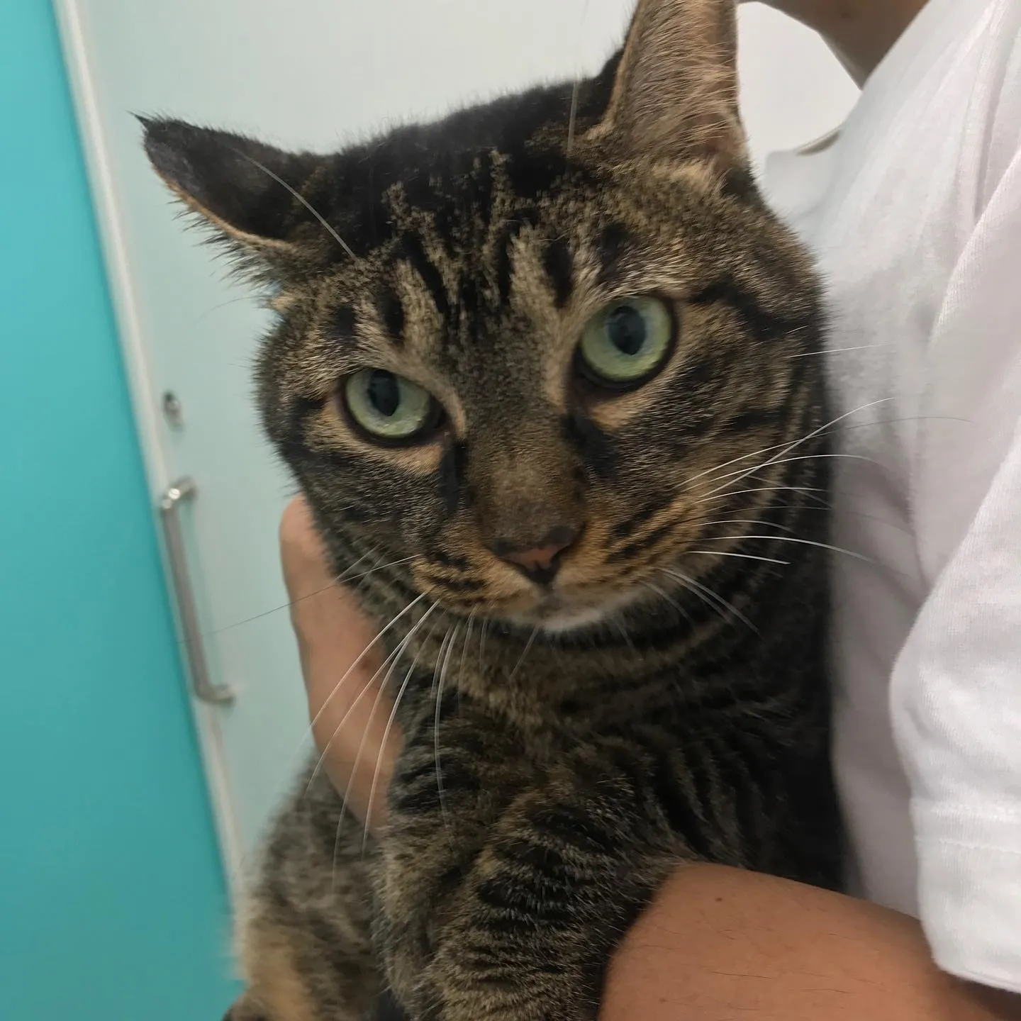 【歯科処置　猫ちゃん】