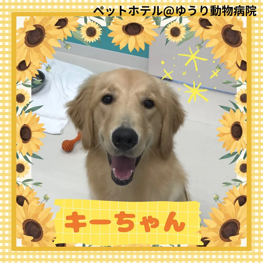 【ペットホテル 犬ちゃん】