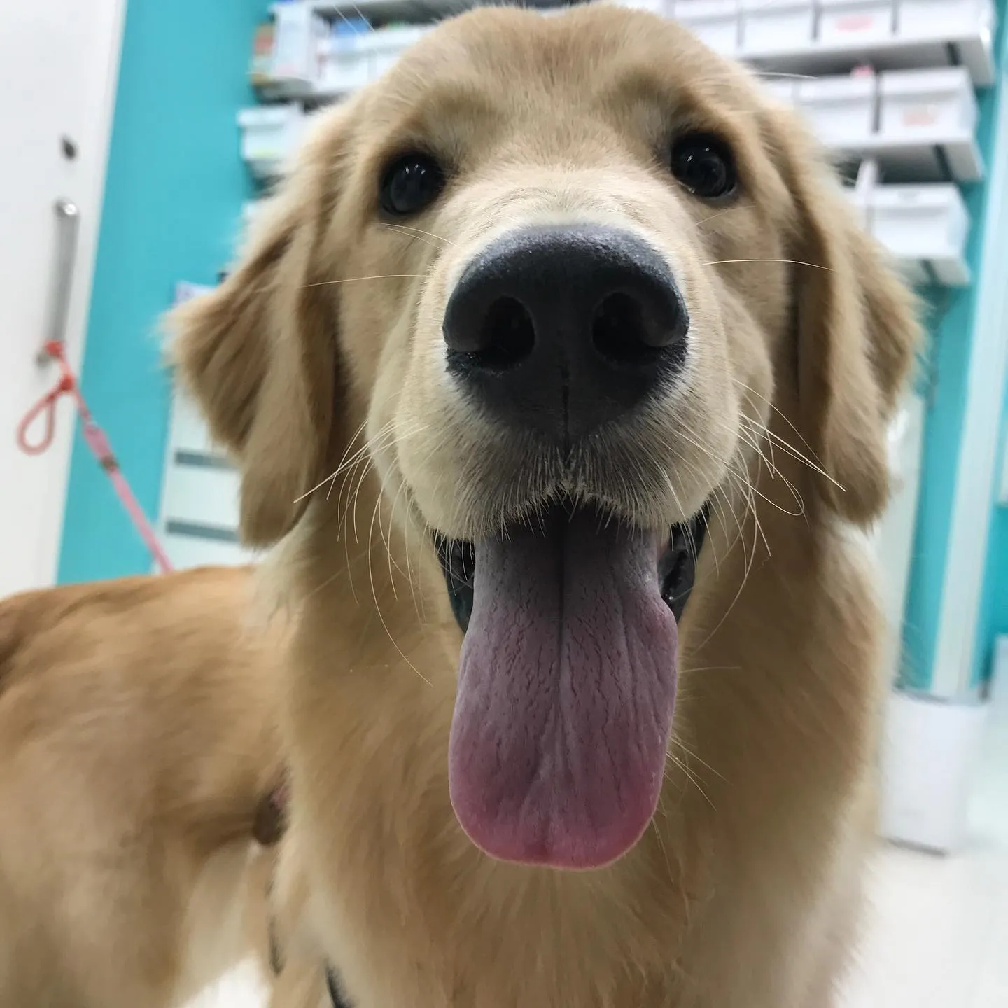 【ペットホテル 犬ちゃん】