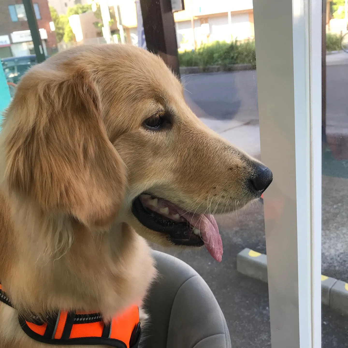 【ペットホテル 犬ちゃん】