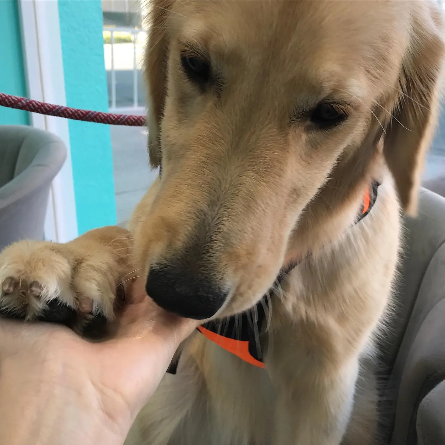 【ペットホテル 犬ちゃん】