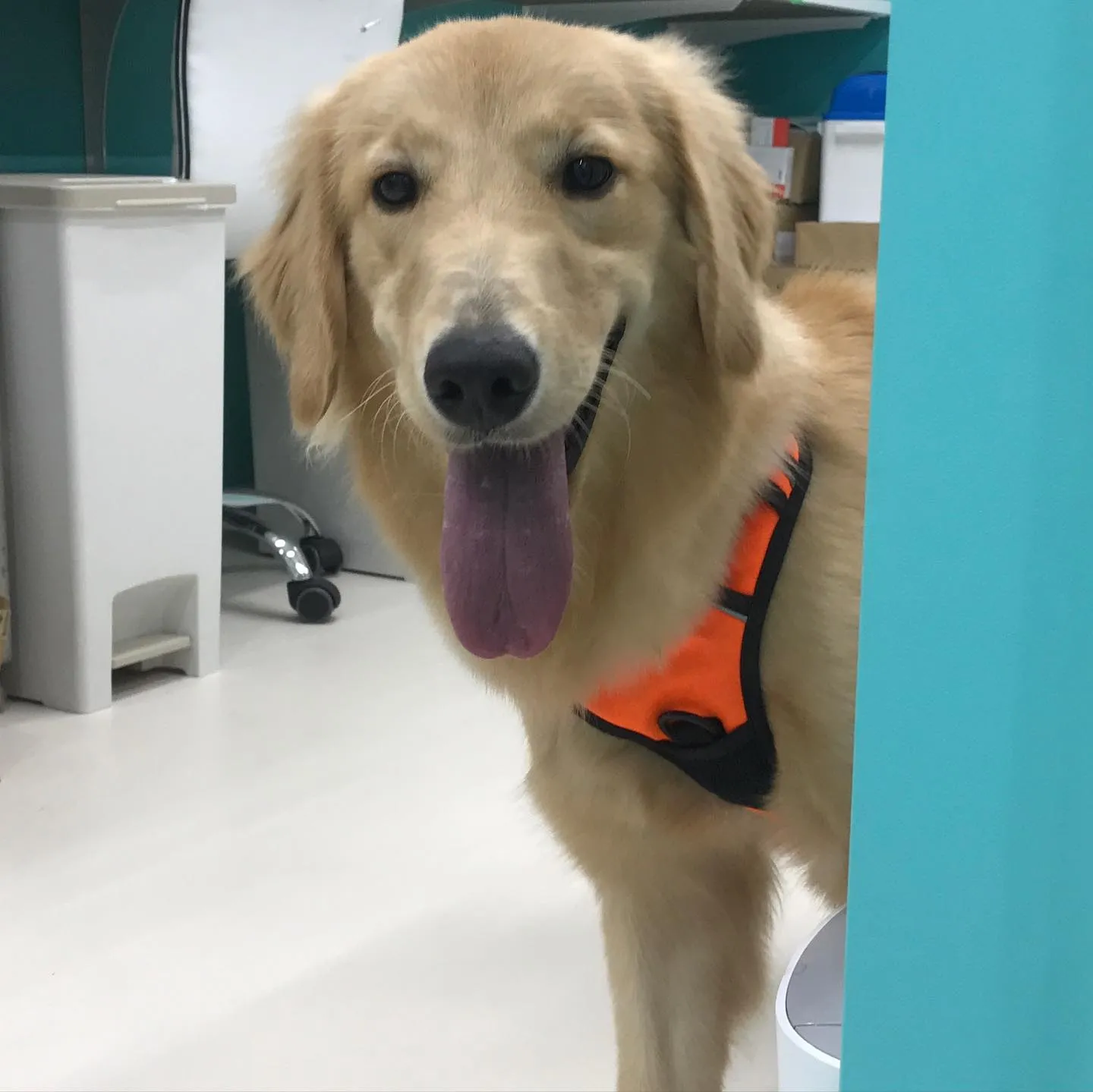 【ペットホテル 犬ちゃん】