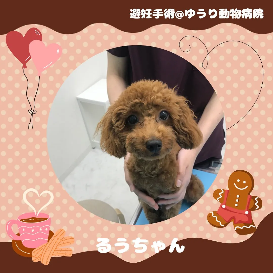 【手術　犬ちゃん】