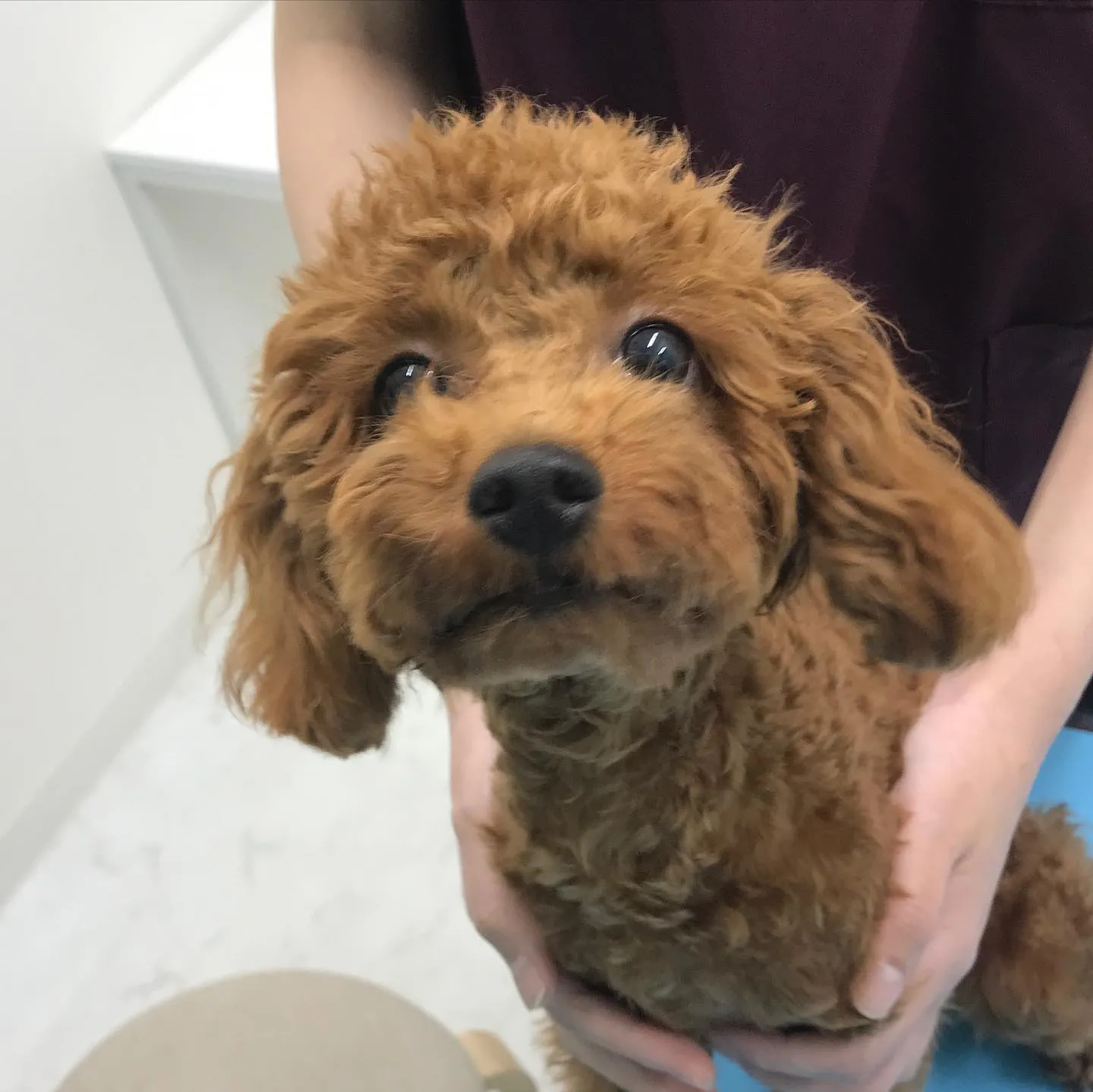 【手術　犬ちゃん】