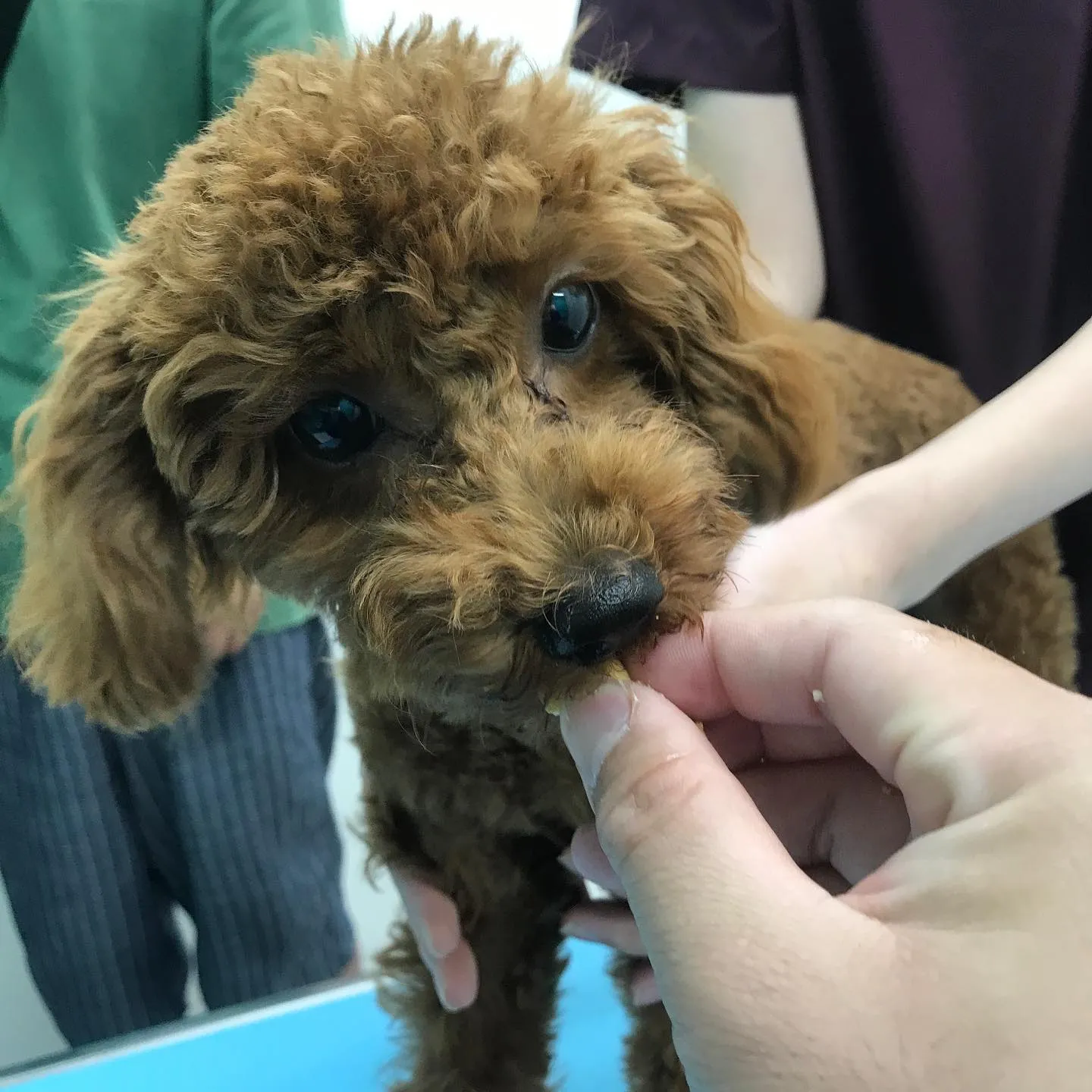 【手術　犬ちゃん】