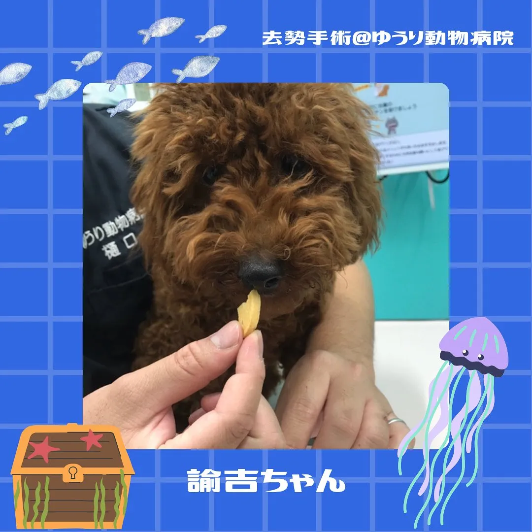 【去勢手術 犬ちゃん】