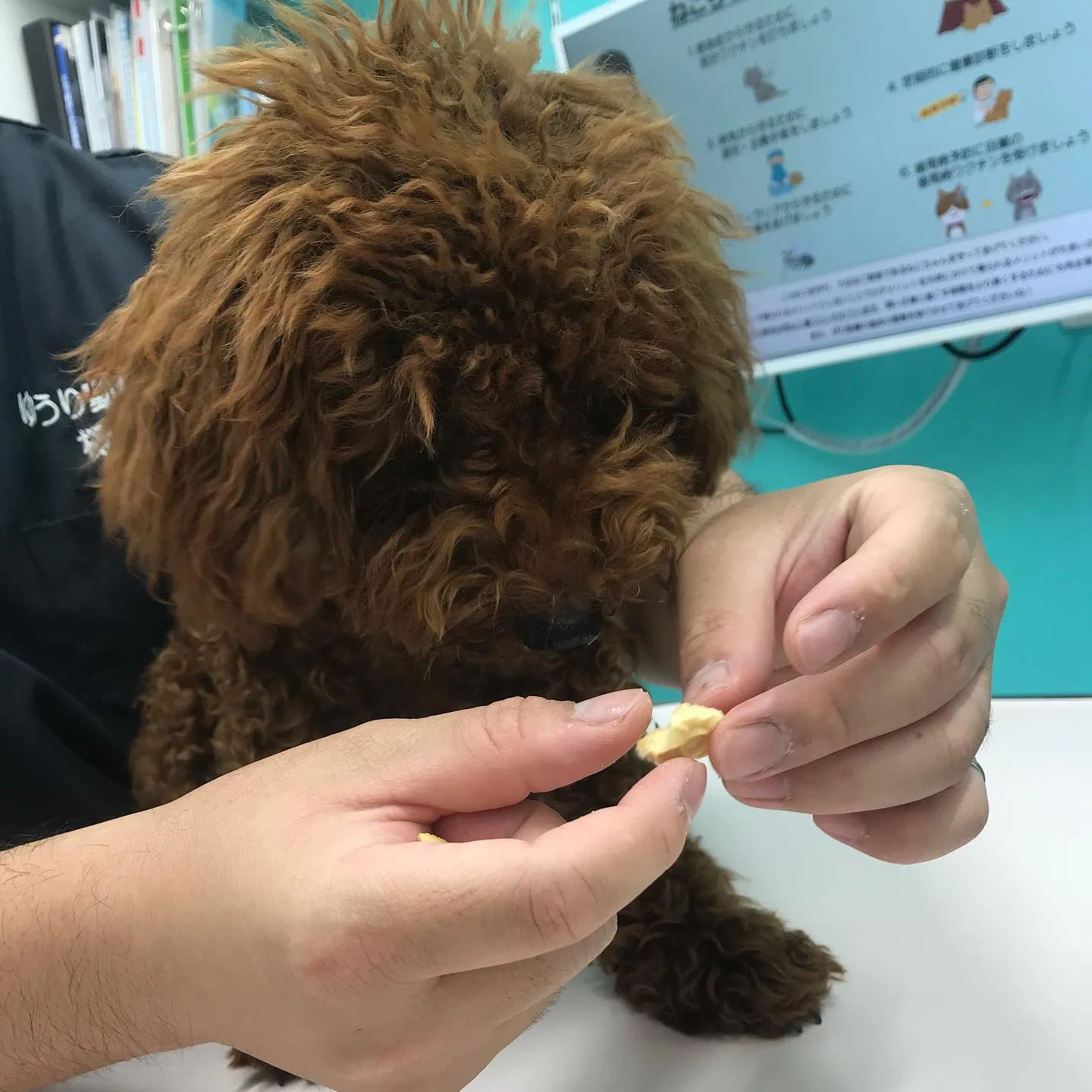 【去勢手術 犬ちゃん】