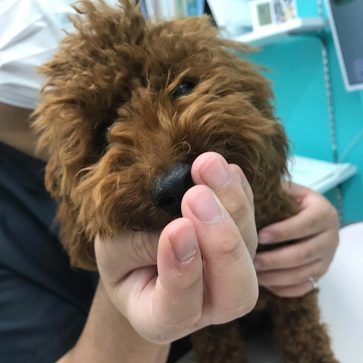 【去勢手術 犬ちゃん】