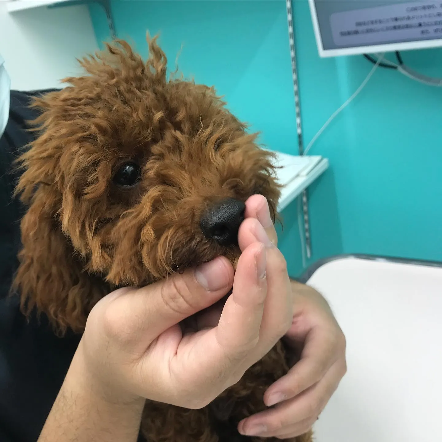 【去勢手術 犬ちゃん】