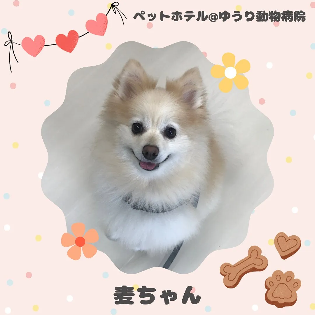 【ペットホテル　犬ちゃん】