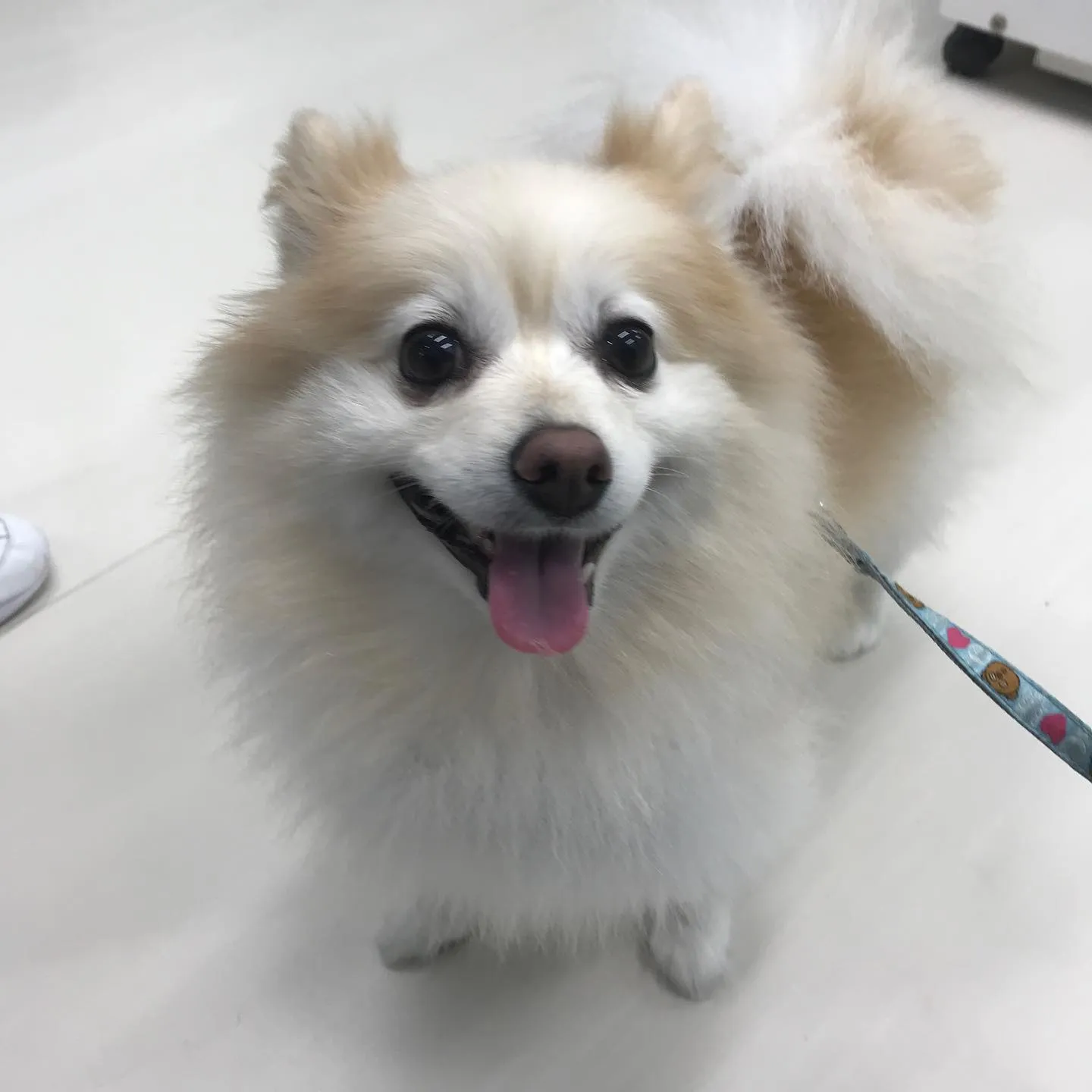 【ペットホテル　犬ちゃん】