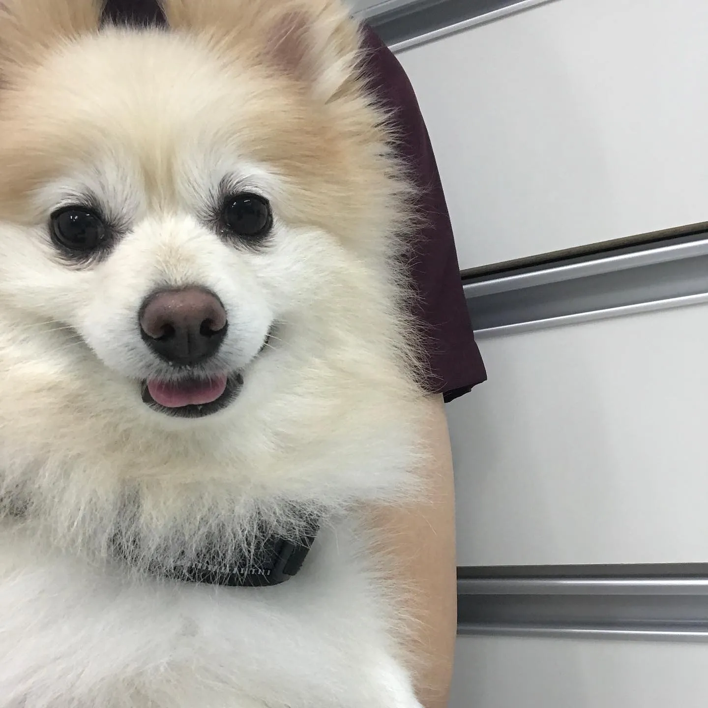 【ペットホテル　犬ちゃん】