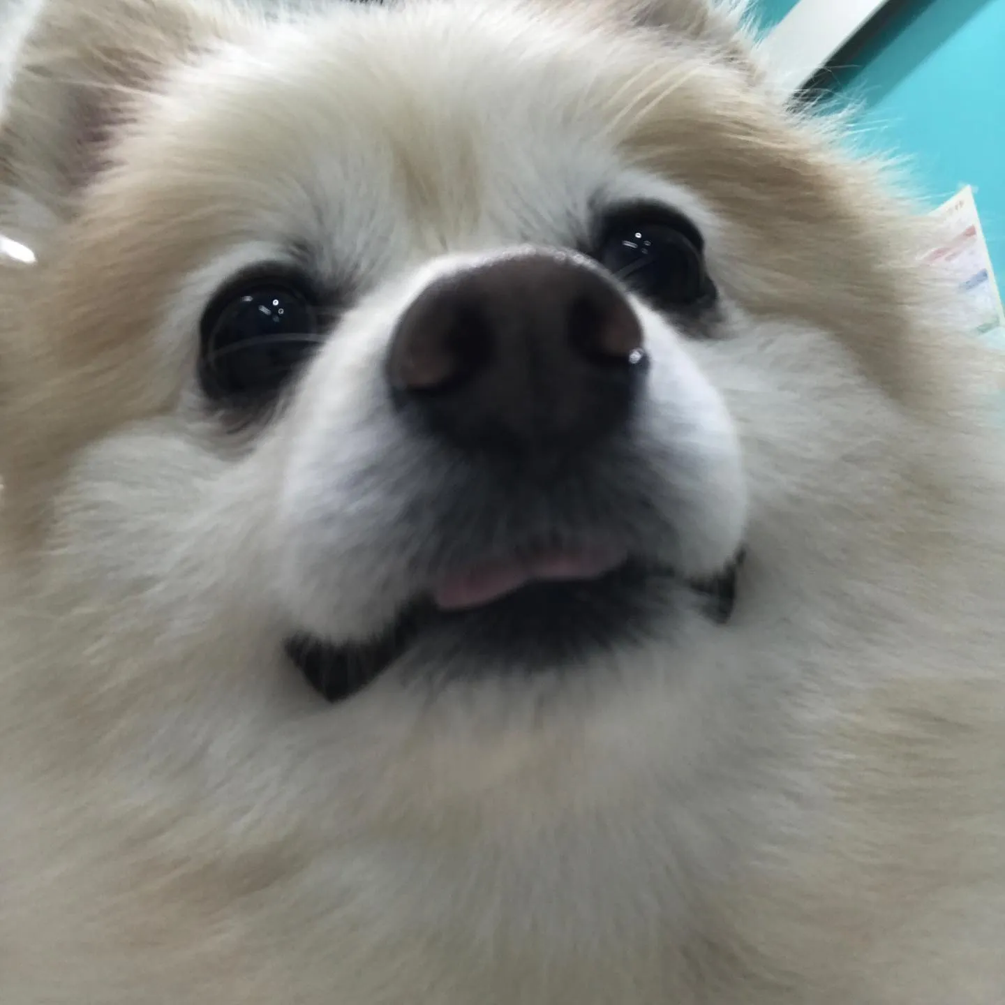 【ペットホテル　犬ちゃん】