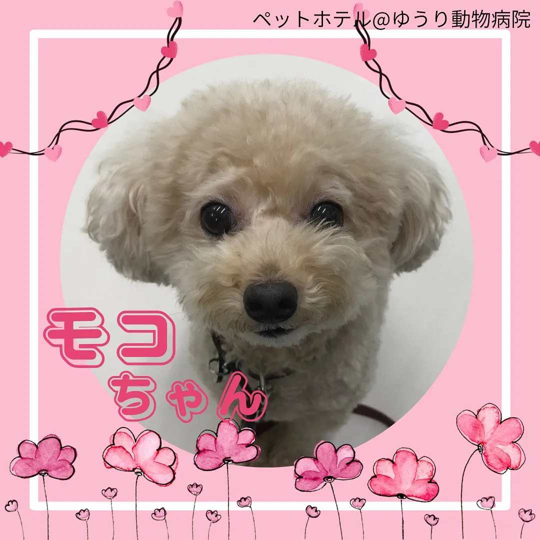 【ペットホテル 犬ちゃん】