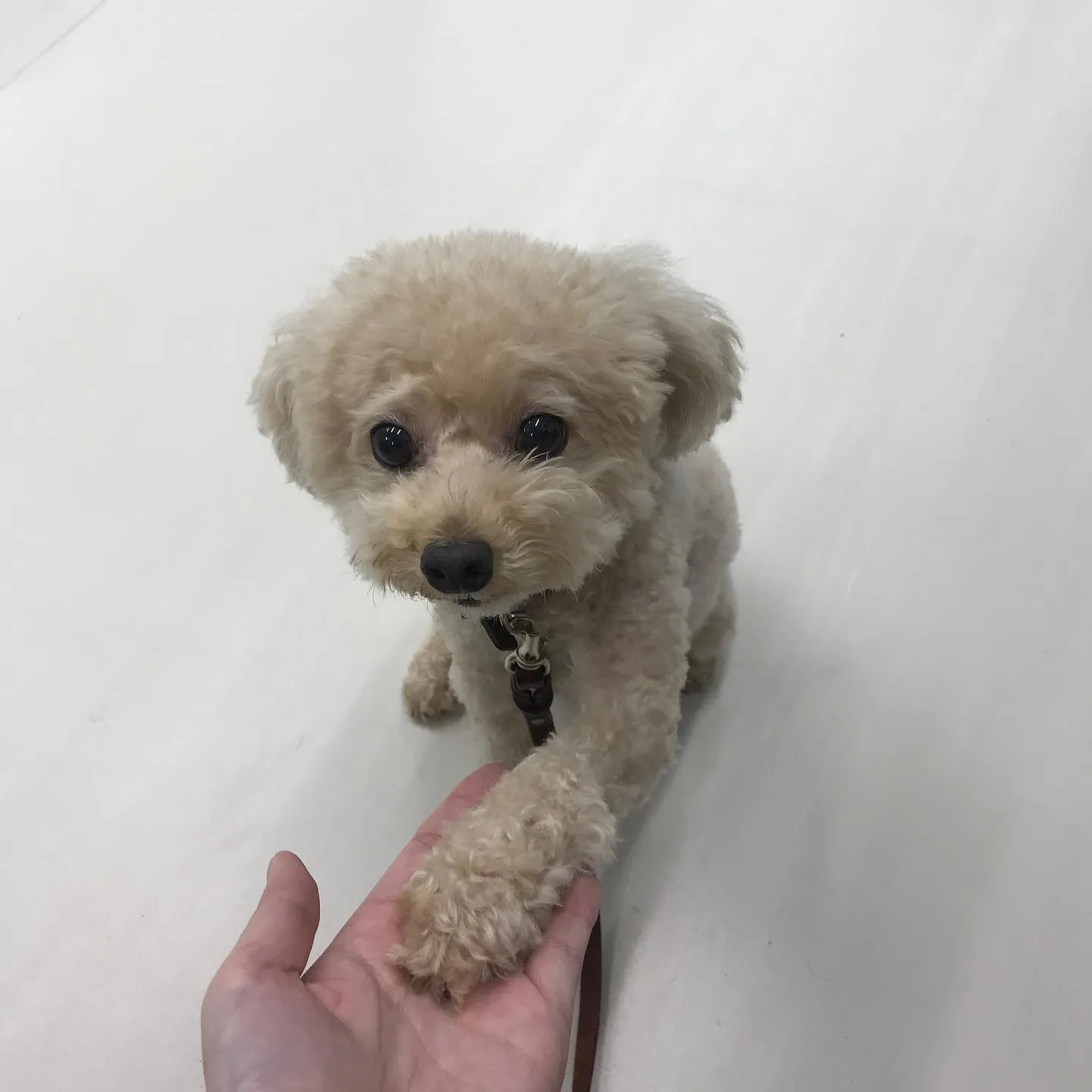 【ペットホテル 犬ちゃん】