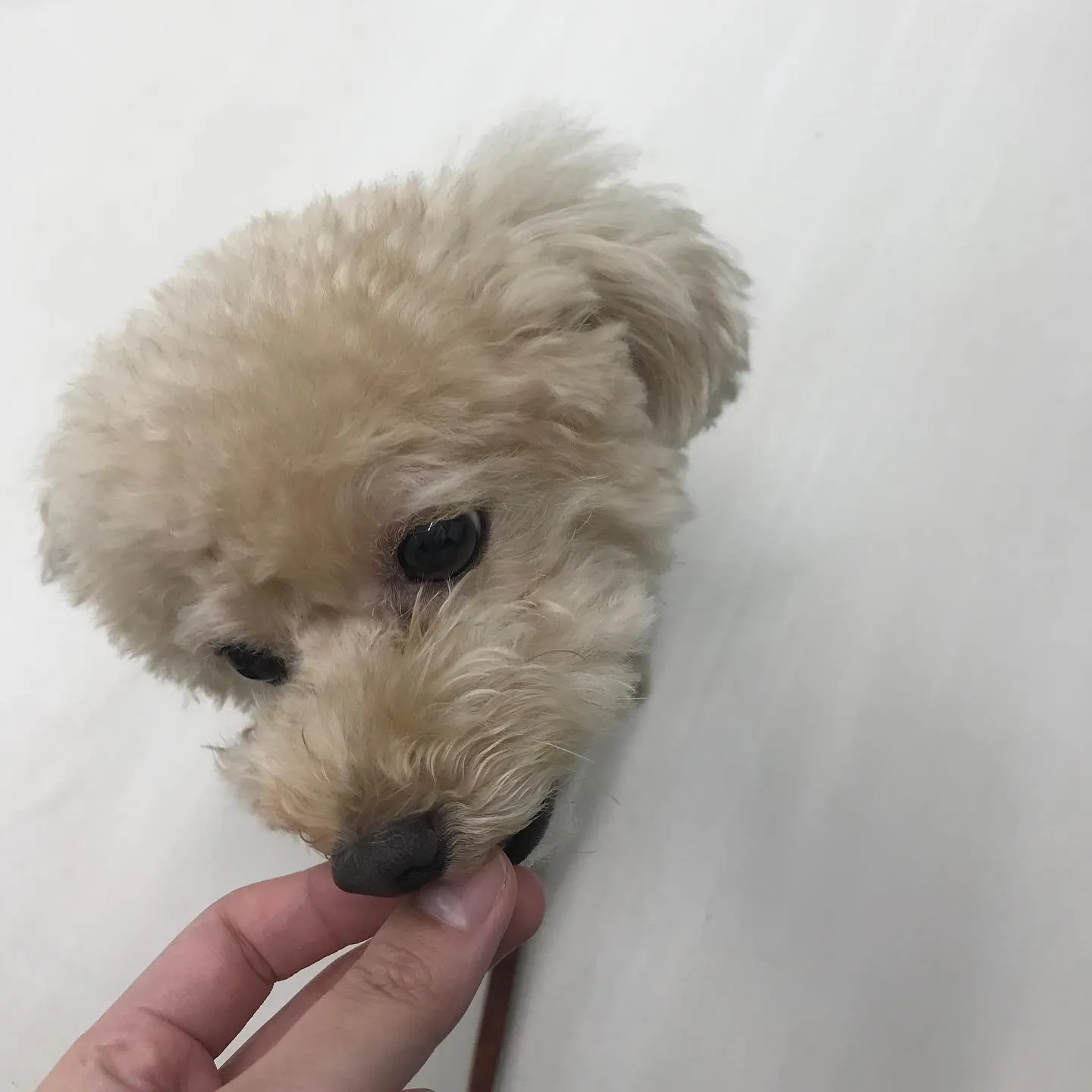 【ペットホテル 犬ちゃん】