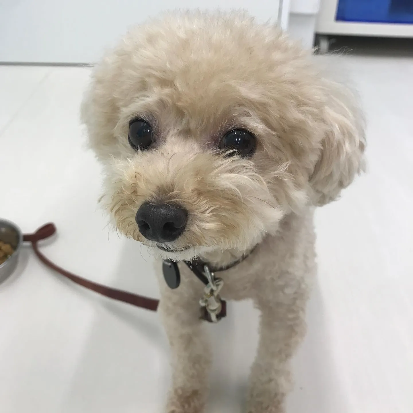 【ペットホテル 犬ちゃん】