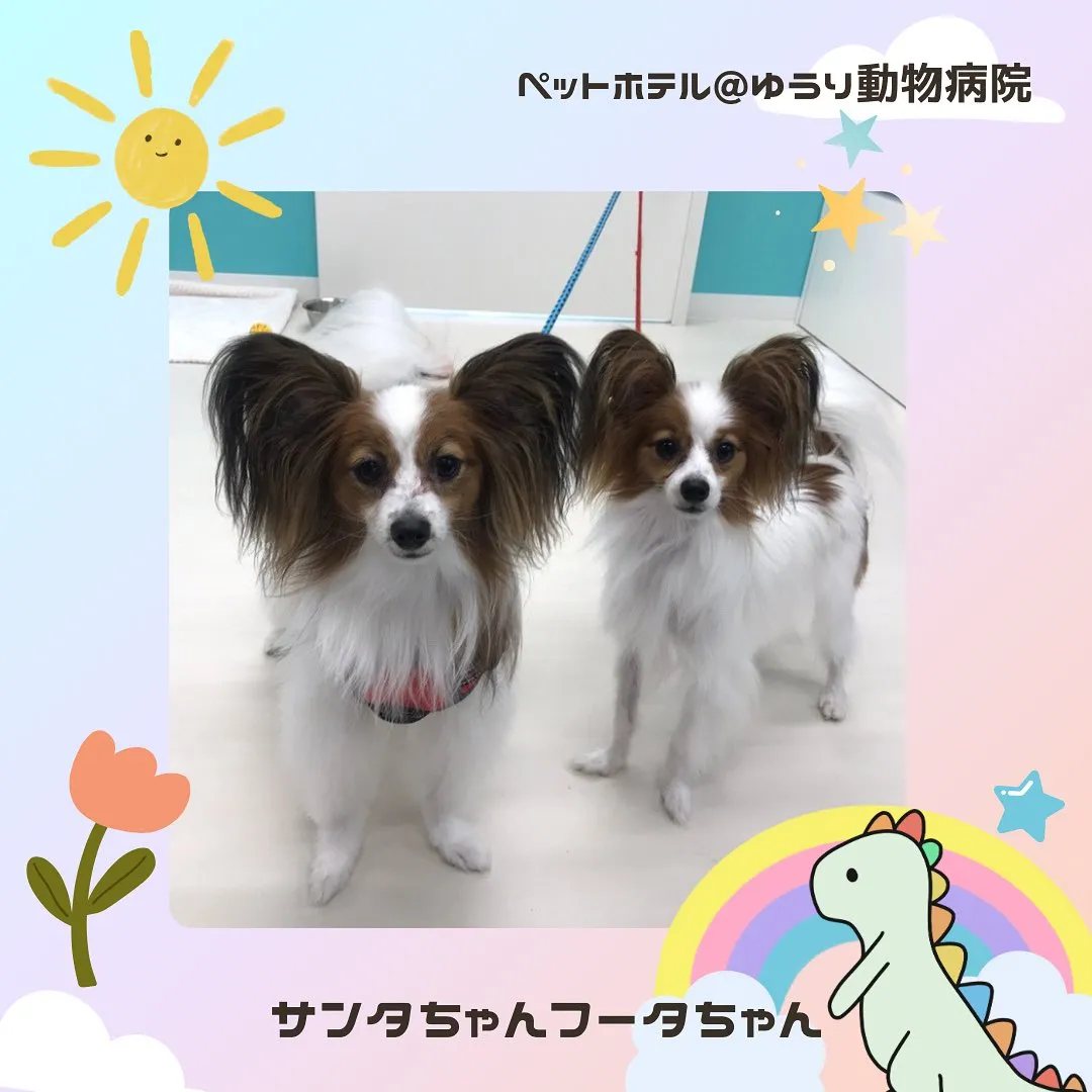 【ペットホテル　犬ちゃん】