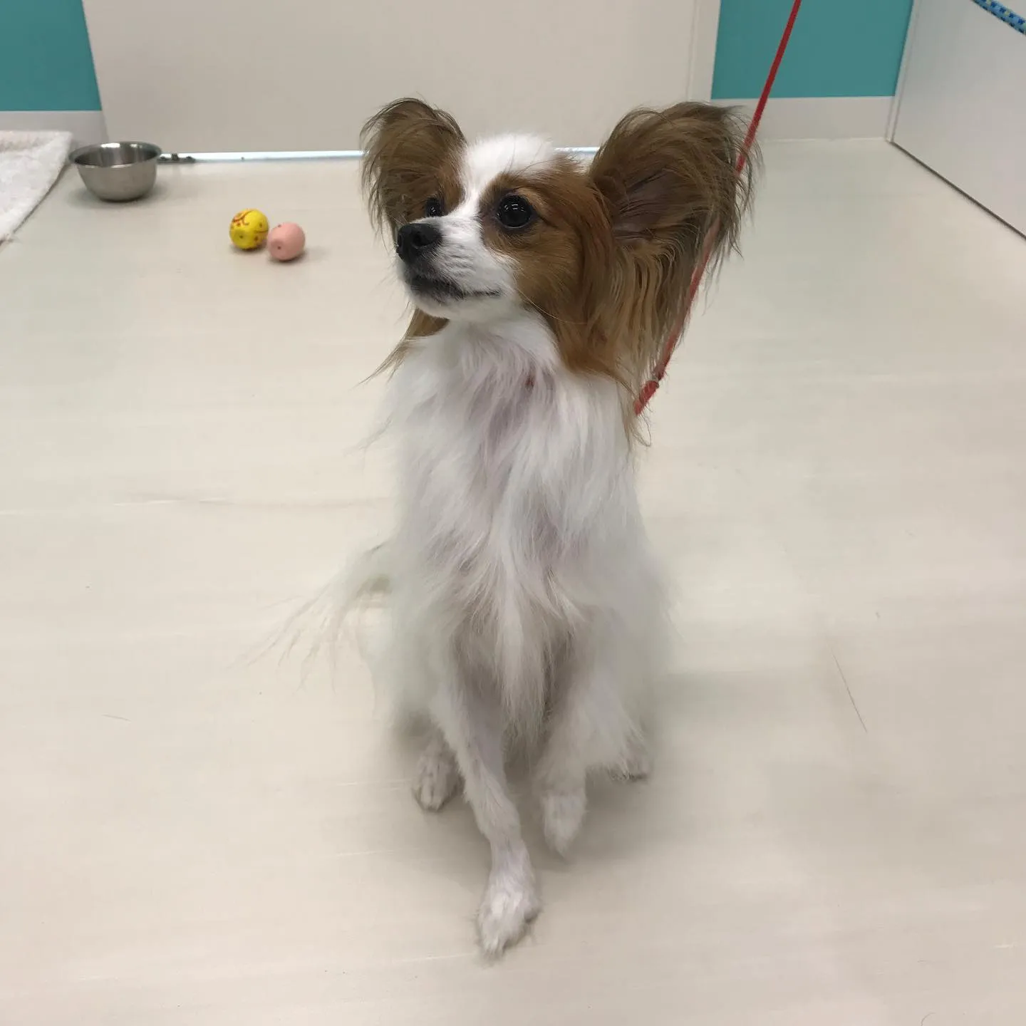 【ペットホテル 犬ちゃん】